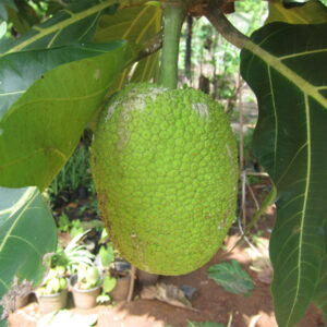 Breadfruit