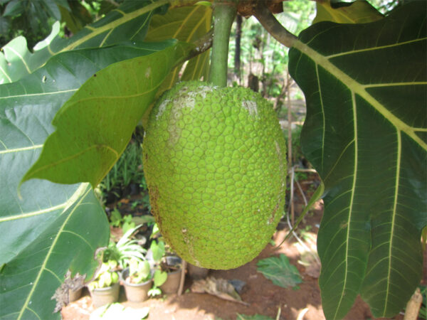 Breadfruit