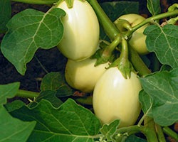 African Eggplant