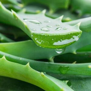 Aloe