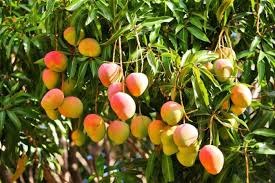Apple Mango