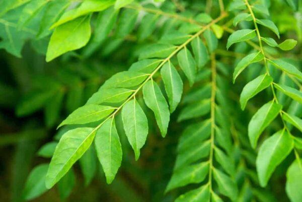 Curry Leaf