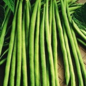Dark Long Beans