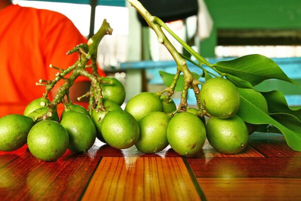 Genip