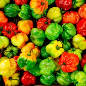 Hot Pepper