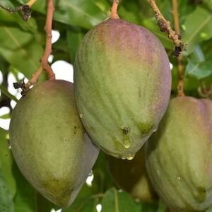 Julie Mango