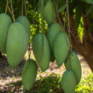 Long Mango