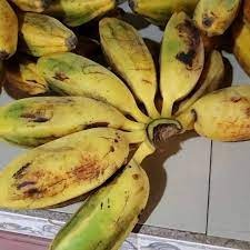 Mocco Plantain