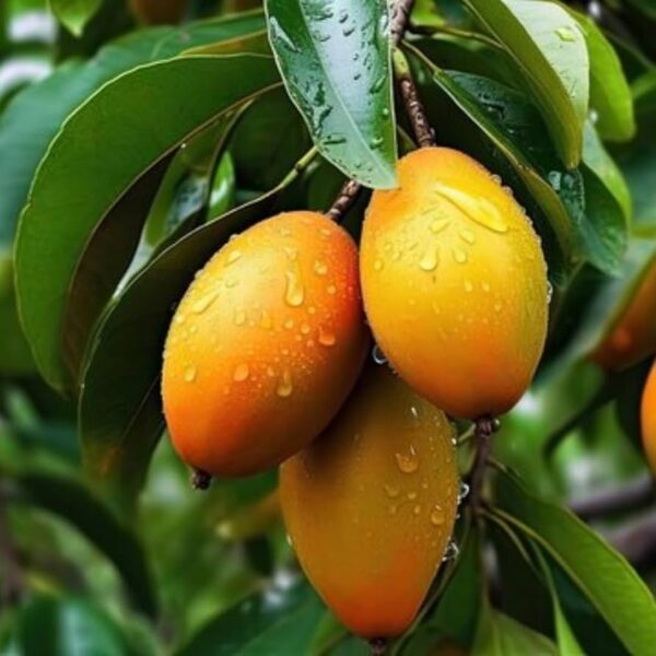 Palmer Mango