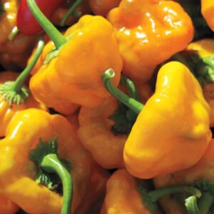 Scotch Bonnet Pepper