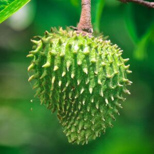 Soursop