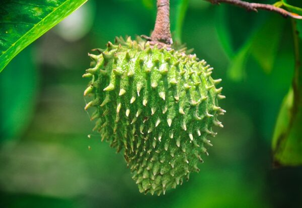 Soursop