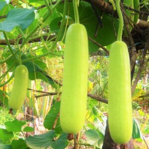 Squash