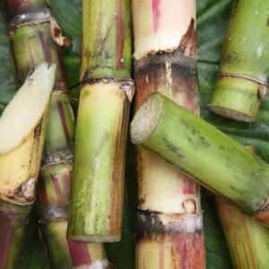 Sugar Cane
