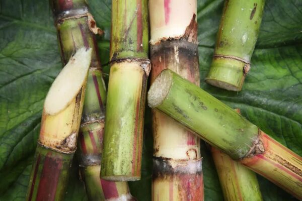 Sugar Cane