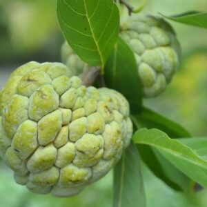 Sweet Sop