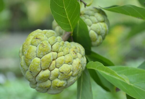 Sweet Sop