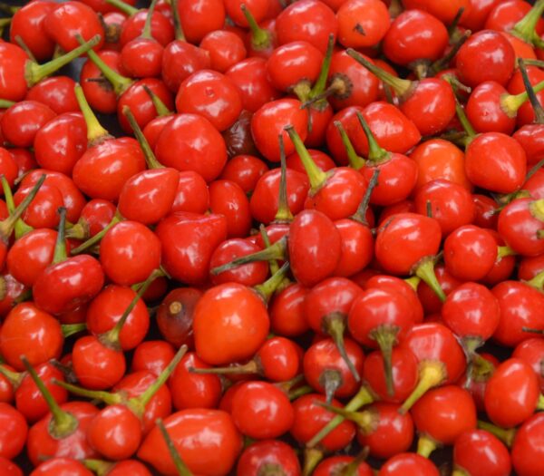Wierri Peppers