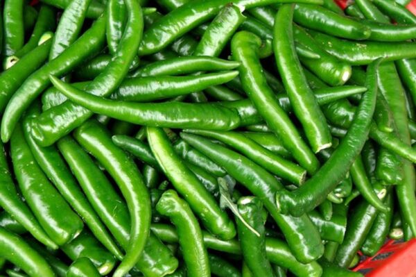Long Chilli