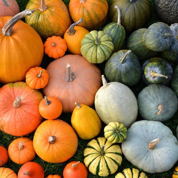 Pumpkin