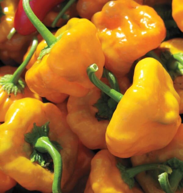 Scotch Bonnet Pepper