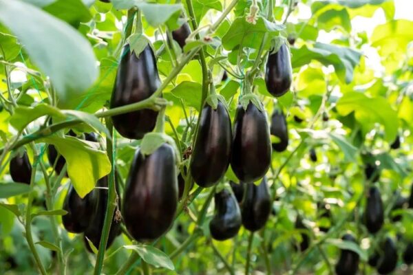 Trinidad Eggplant